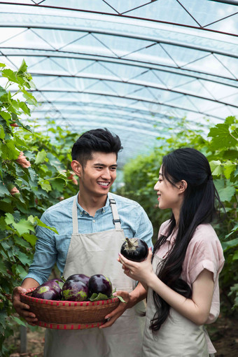 东方夫妻采摘茄子