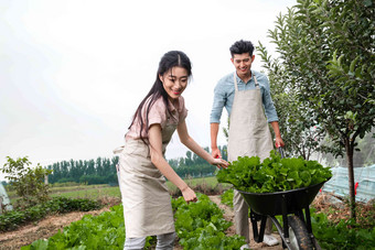 东方夫妇采摘蔬菜