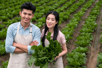 东方夫妇采摘蔬菜