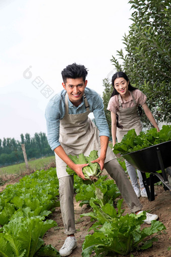 东方夫妇采摘蔬菜成年人清晰影相