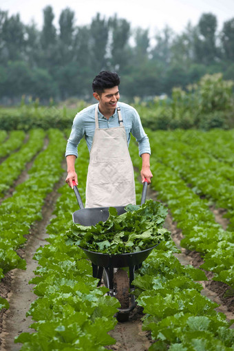 东方青年人采摘蔬菜