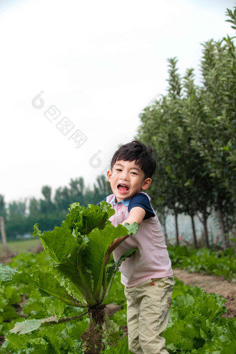 东方儿童采摘蔬菜白菜高端场景