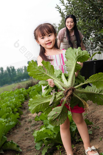 幸福母女采摘蔬菜