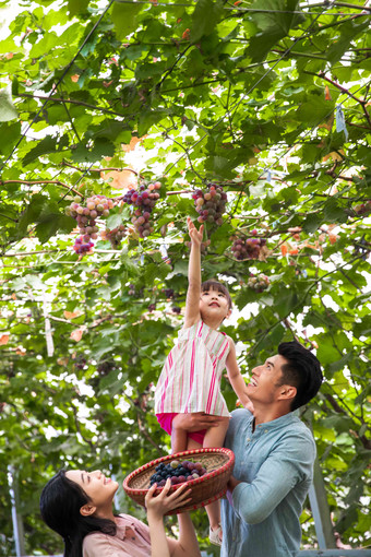 幸福家庭在采摘葡萄成年人清晰摄影