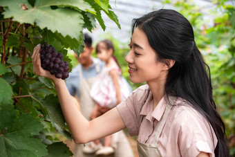 幸福家庭采摘葡萄