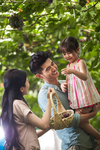 幸福家庭在采摘葡萄植物清晰相片