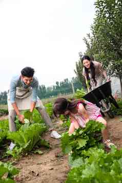 东方家庭采摘蔬菜