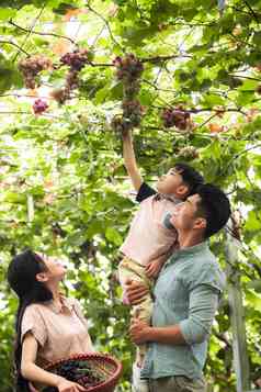 幸福家庭在采摘葡萄
