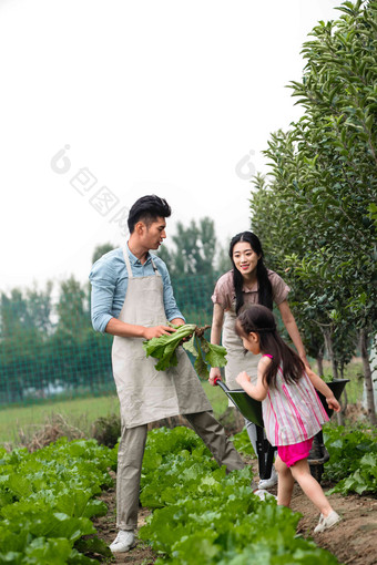 东方家庭采摘蔬菜休闲活动照片