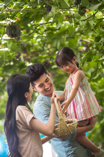 幸福家庭在采摘葡萄农业活动高端素材