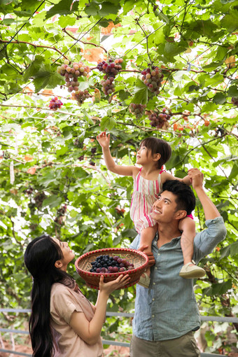 幸福家庭在采摘葡萄儿童高清图片