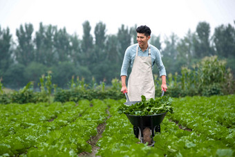 东方青年人采摘蔬菜