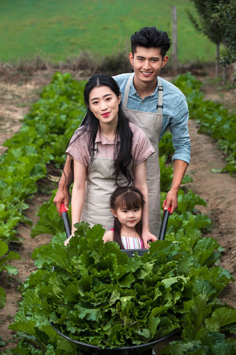 东方三口之家采摘<strong>蔬菜</strong>