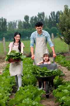 东方家庭采摘蔬菜