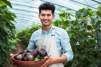 东方青年男人采摘茄子