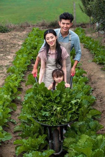 东方家庭采摘蔬菜