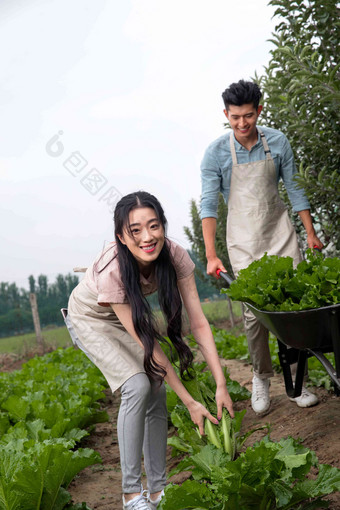 东方夫妇采摘蔬菜