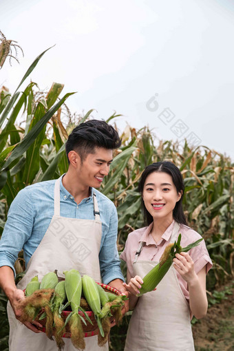 东方夫妇采摘玉米