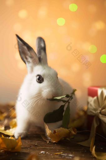 可爱的小兔子庆祝高端相片