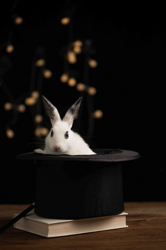 可爱的小兔子摄影高清素材