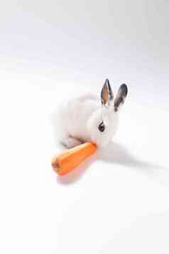 可爱的小兔子吃胡萝卜