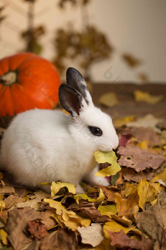 可爱的小兔子感恩节氛围相片