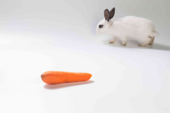 可爱的小兔子吃胡萝卜概念高端图片