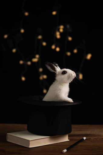 可爱的小兔子概念氛围摄影图