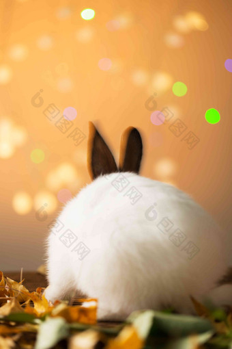 可爱的小兔子落叶高端镜头