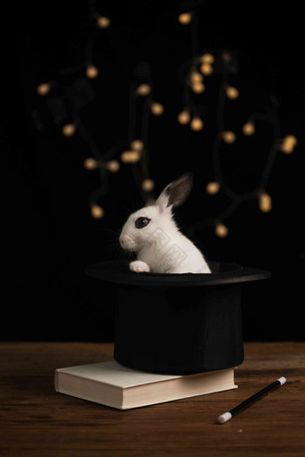 可爱的小兔子彩色图片氛围摄影图