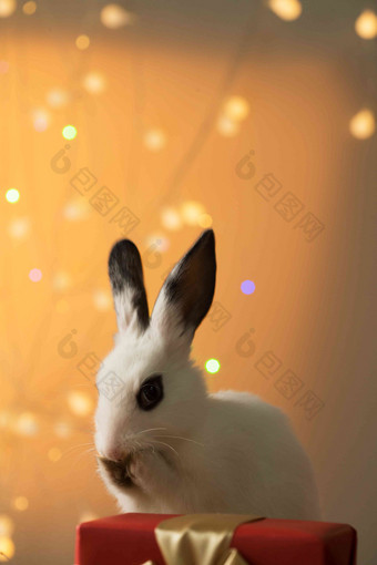 可爱的小兔子暖色调写实相片