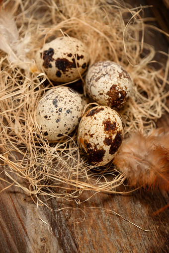 巢里的鹌鹑蛋和羽毛胆固醇高质量照片