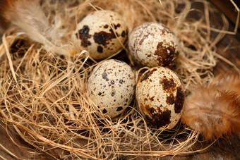 巢里的鹌鹑蛋和羽毛食材氛围镜头