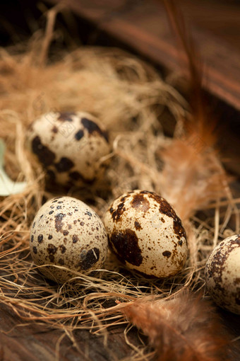 巢里的鹌鹑蛋和羽毛