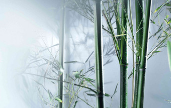雾色竹林自然美植物选择对焦高端图片