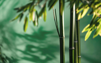 竹子自然美白昼氛围相片