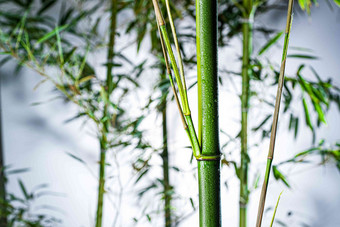 雾色竹林环境植物水平构图