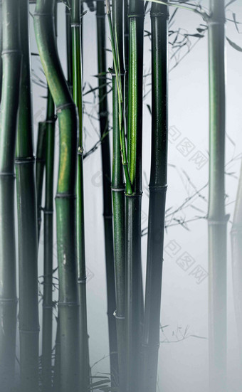 雾色竹林环境特写氛围相片
