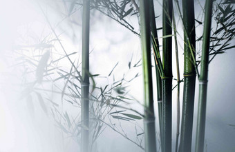 雾色竹林自然植物图像特效高质量拍摄