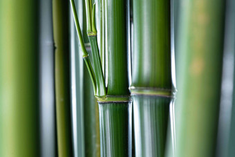 竹子自然美生长