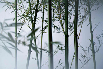 雾色竹林园艺植物氛围摄影图