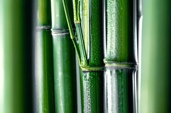 竹子风光生长高质量摄影图