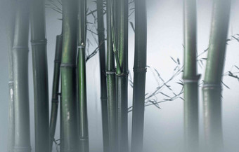 雾色中的竹林