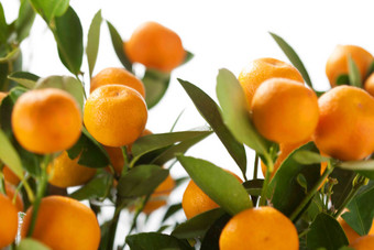 桔子橙子写实影相