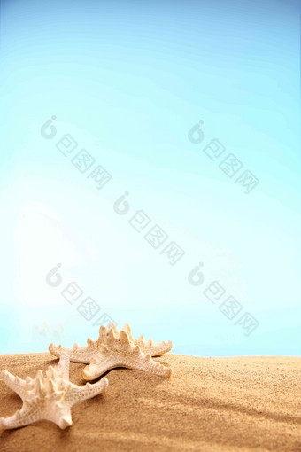 <strong>沙滩</strong>贝壳夏天高质量摄影图