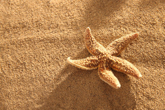 沙滩海星放松高端影相