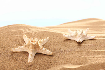 <strong>沙滩</strong>海星自然纹理氛围摄影图