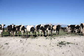 奶牛牧场环境哺乳动物写实镜头