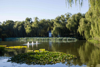 北京圆明园公园荷叶清晰照片