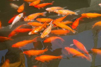 杭州西湖金鱼植物动物主题